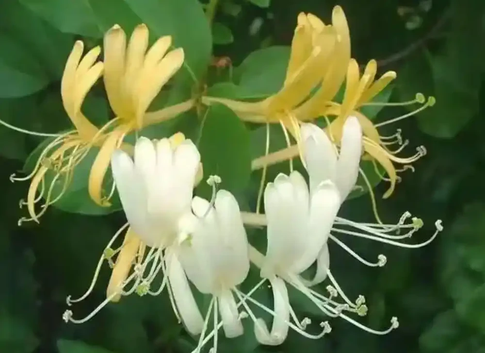 8大種濃香花,非常適合養在家裡,一盆就能香氣四溢