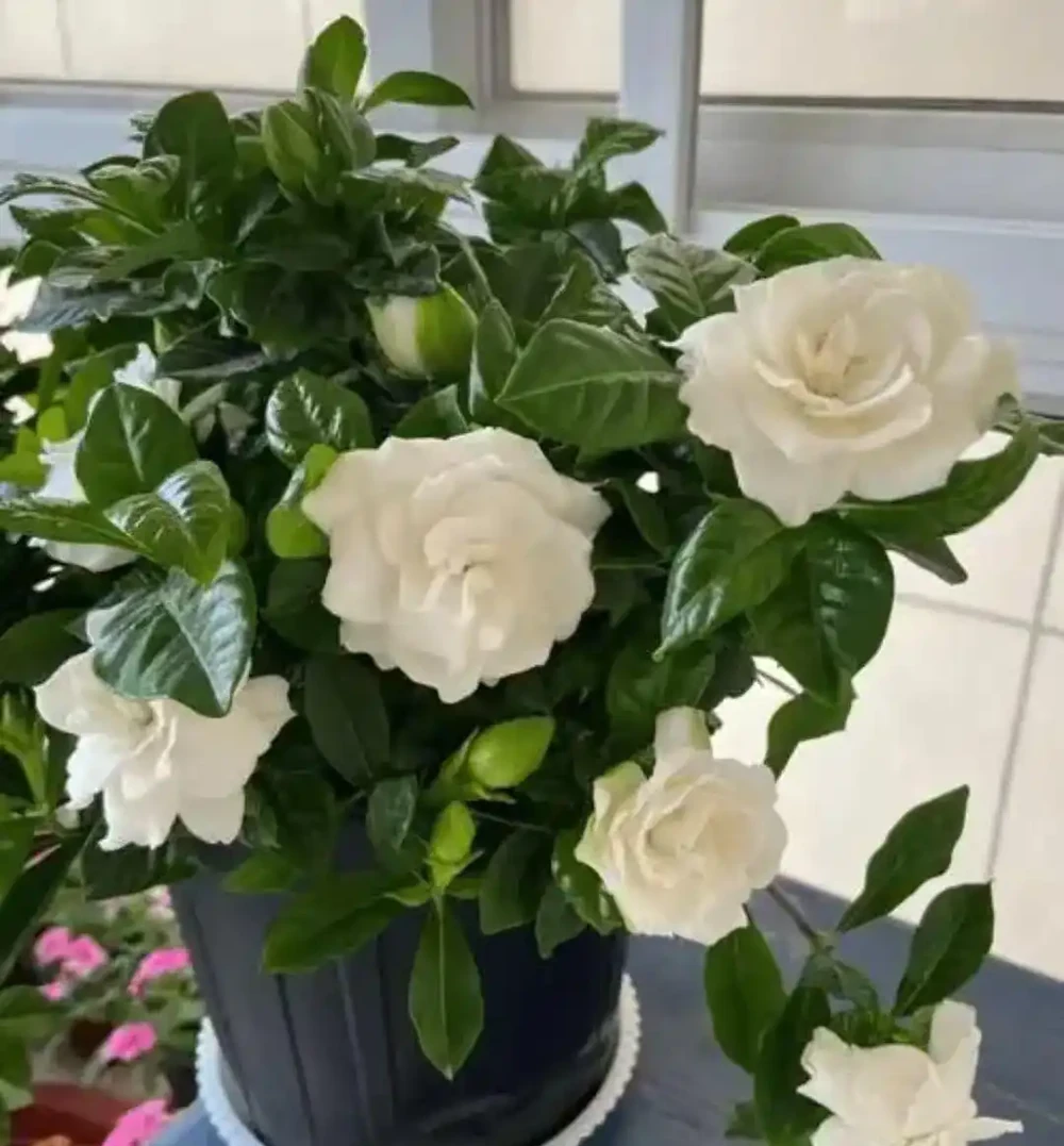 8大種濃香花,非常適合養在家裡,一盆就能香氣四溢