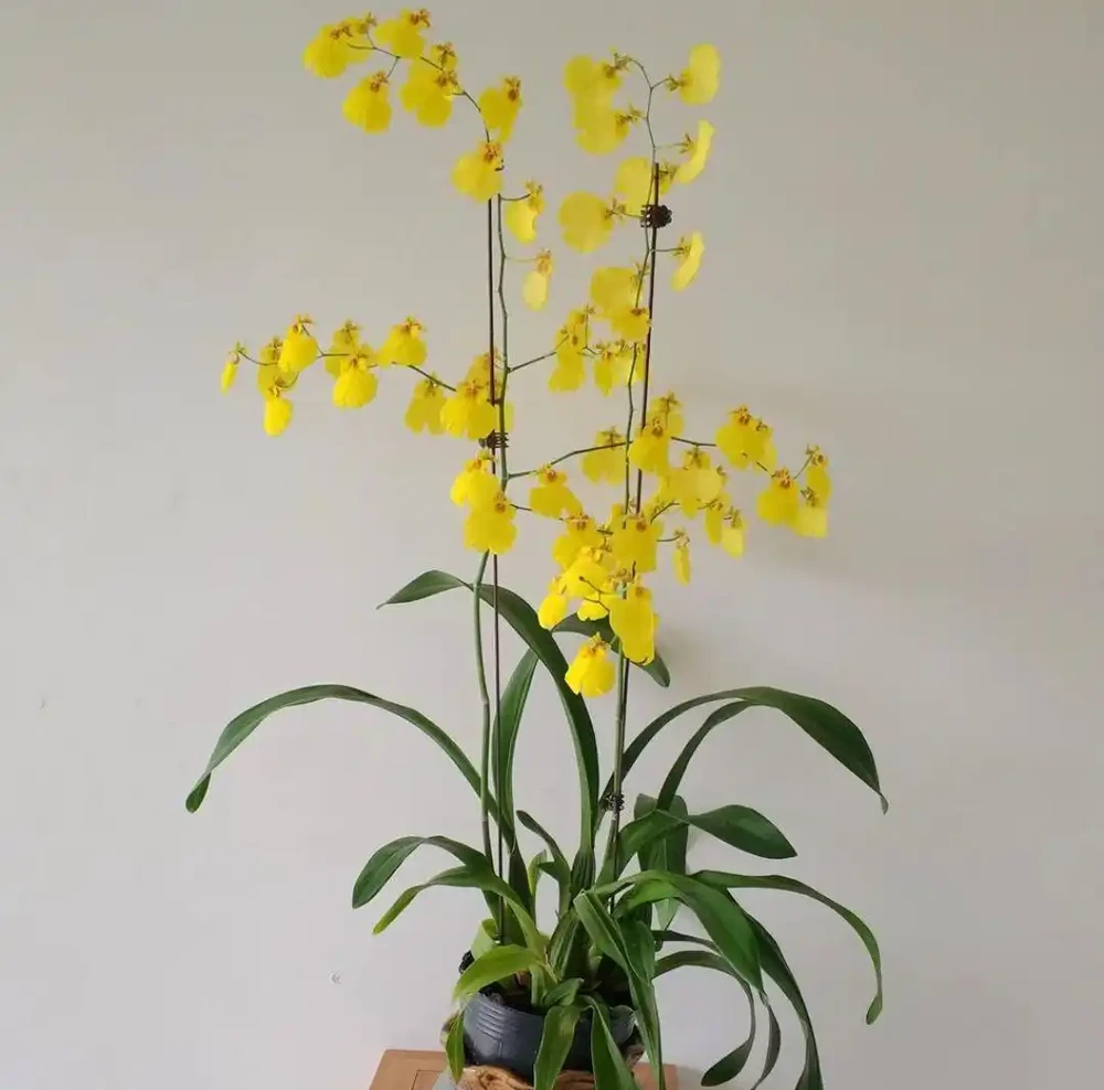 8大種濃香花,非常適合養在家裡,一盆就能香氣四溢