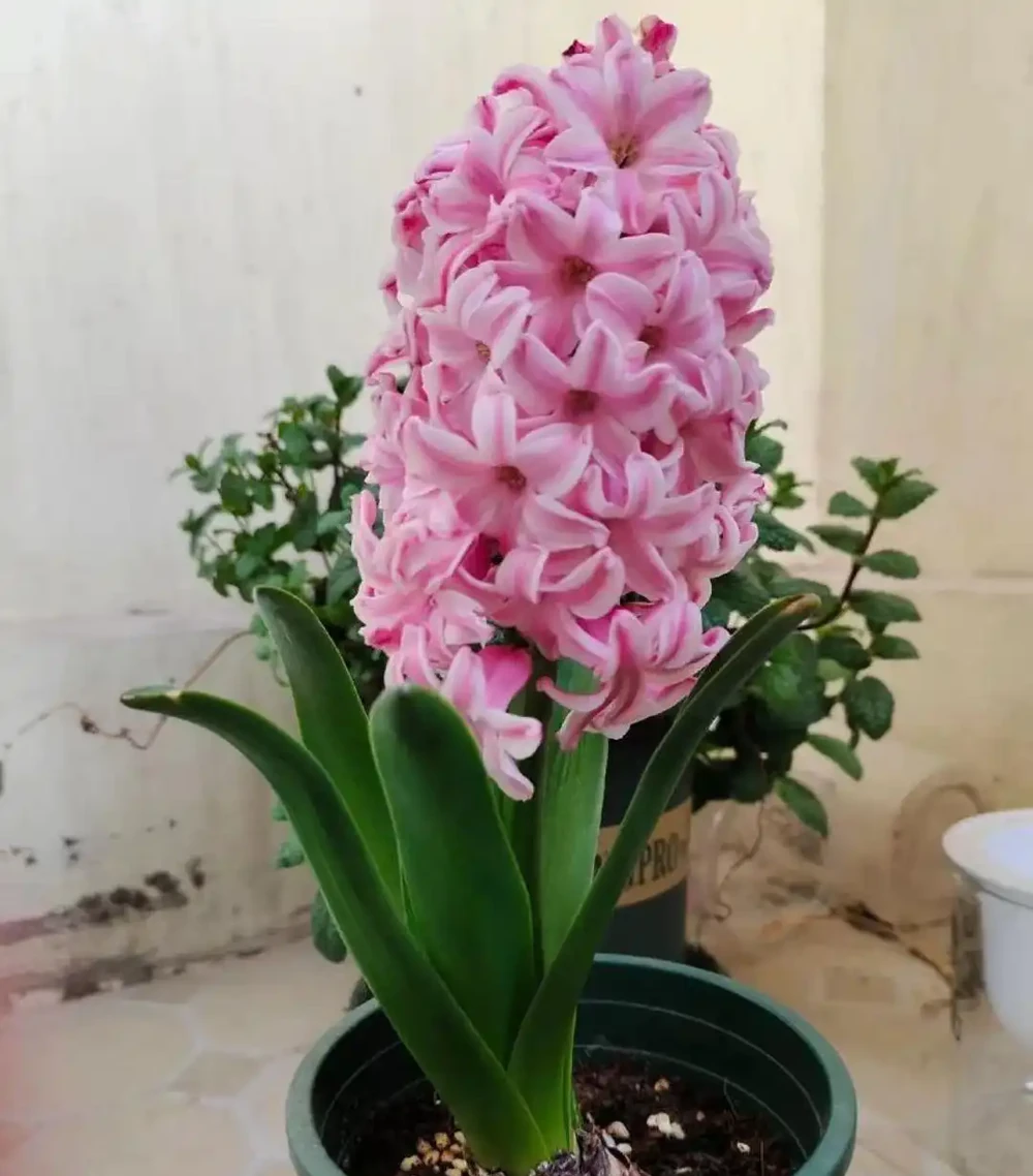 8大種濃香花,非常適合養在家裡,一盆就能香氣四溢