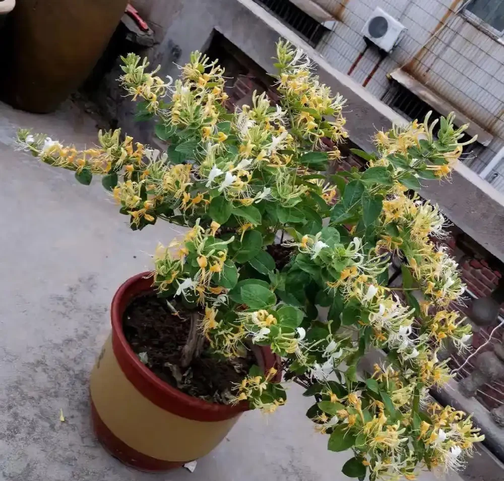 8大種濃香花,非常適合養在家裡,一盆就能香氣四溢