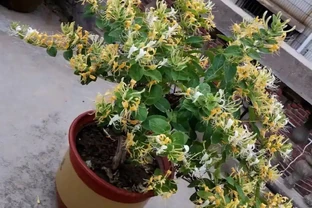 8大種濃香花，非常適合養在家裡，一盆就能香氣四溢