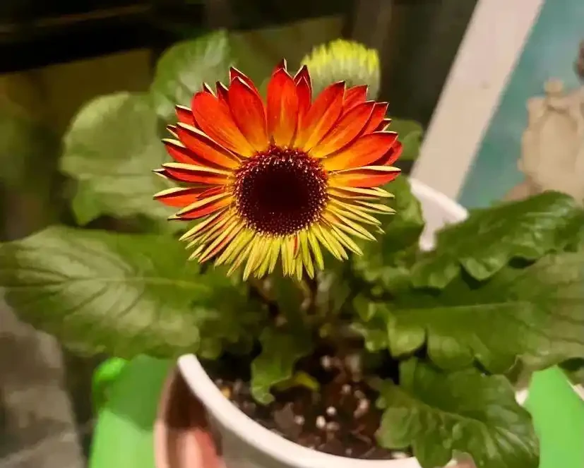 這5種水澆花,一種比一種毒,澆一盆死一片,避雷!