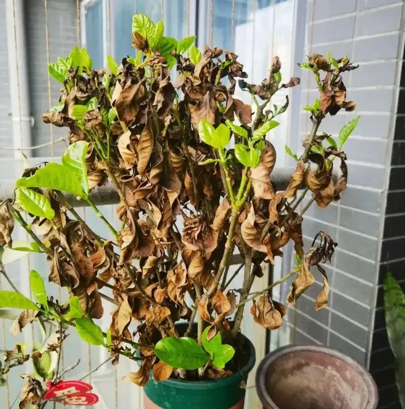 這5種水澆花,一種比一種毒,澆一盆死一片,避雷!