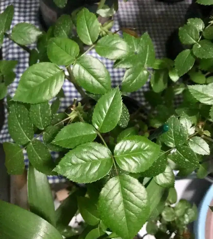這5種水澆花,一種比一種毒,澆一盆死一片,避雷!