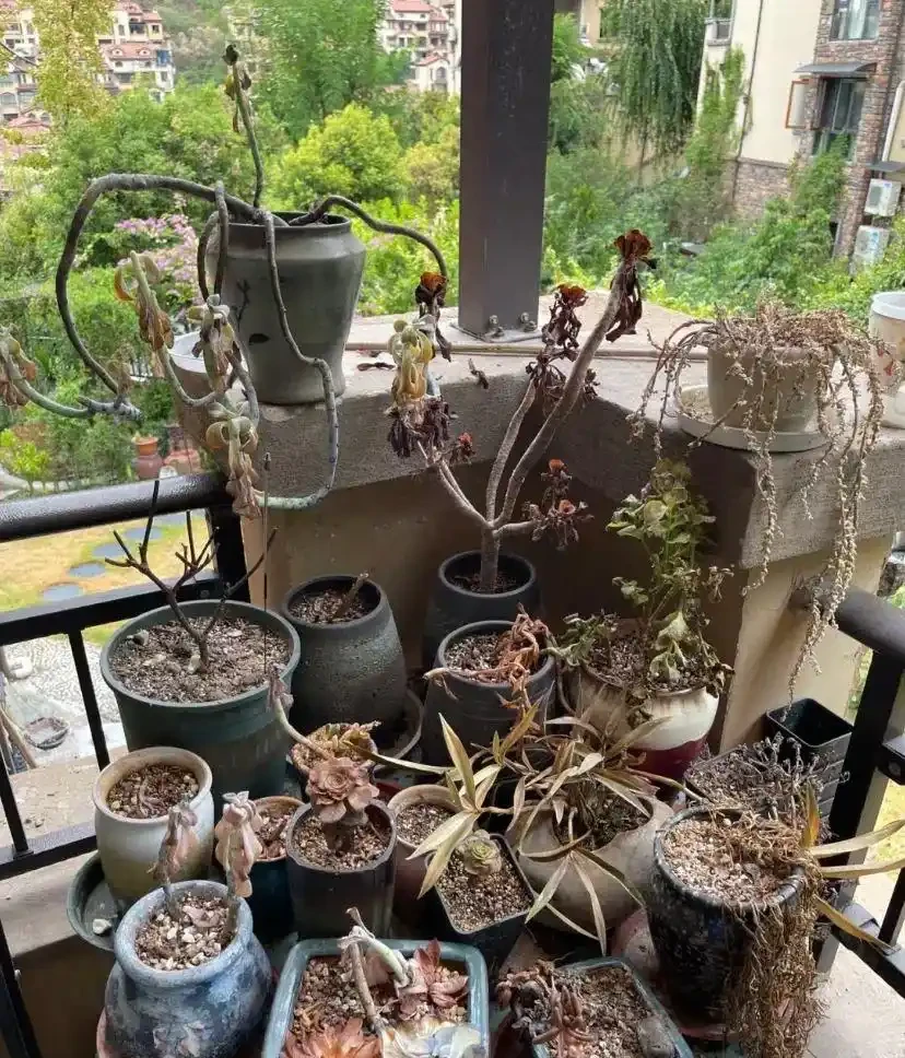 這5種水澆花,一種比一種毒,澆一盆死一片,避雷!