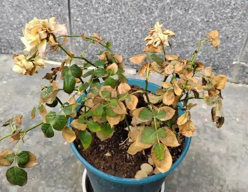 這5種水澆花,一種比一種毒,澆一盆死一片,避雷!