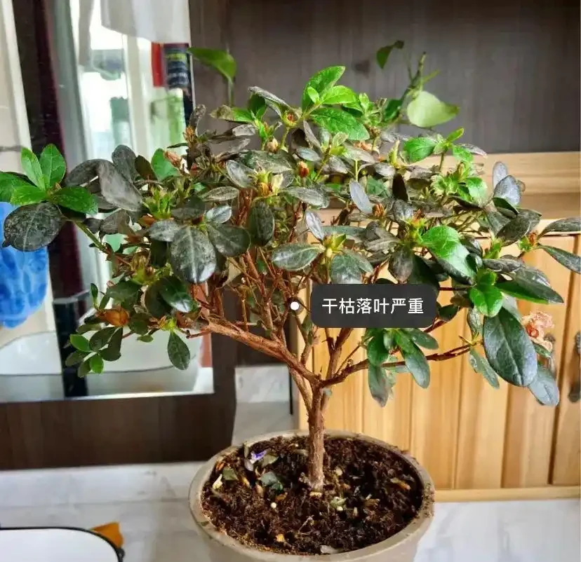 這5種水澆花,一種比一種毒,澆一盆死一片,避雷!