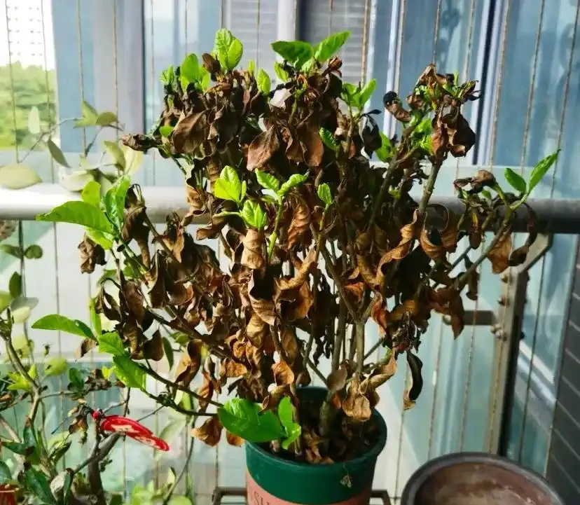 這5種水澆花,一種比一種毒,澆一盆死一片,避雷!
