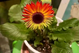這5種水澆花，一種比一種毒，澆一盆死一片，避雷！