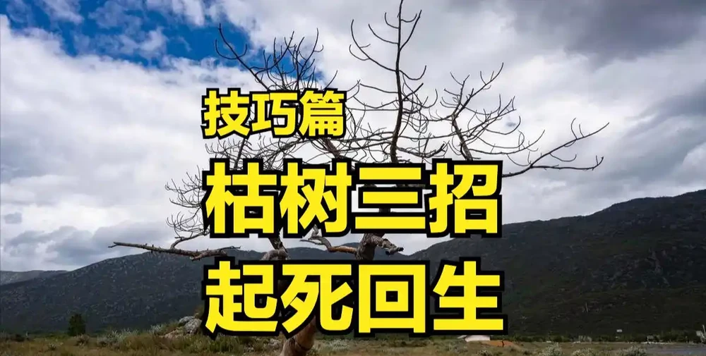 枯樹怎樣才能起死回生呢?老農分享三招,春天發新芽!