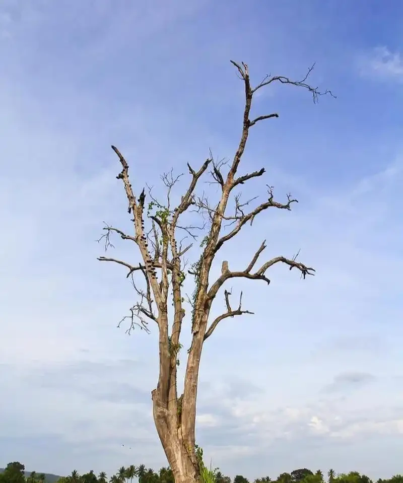 枯樹怎樣才能起死回生呢?老農分享三招,春天發新芽!