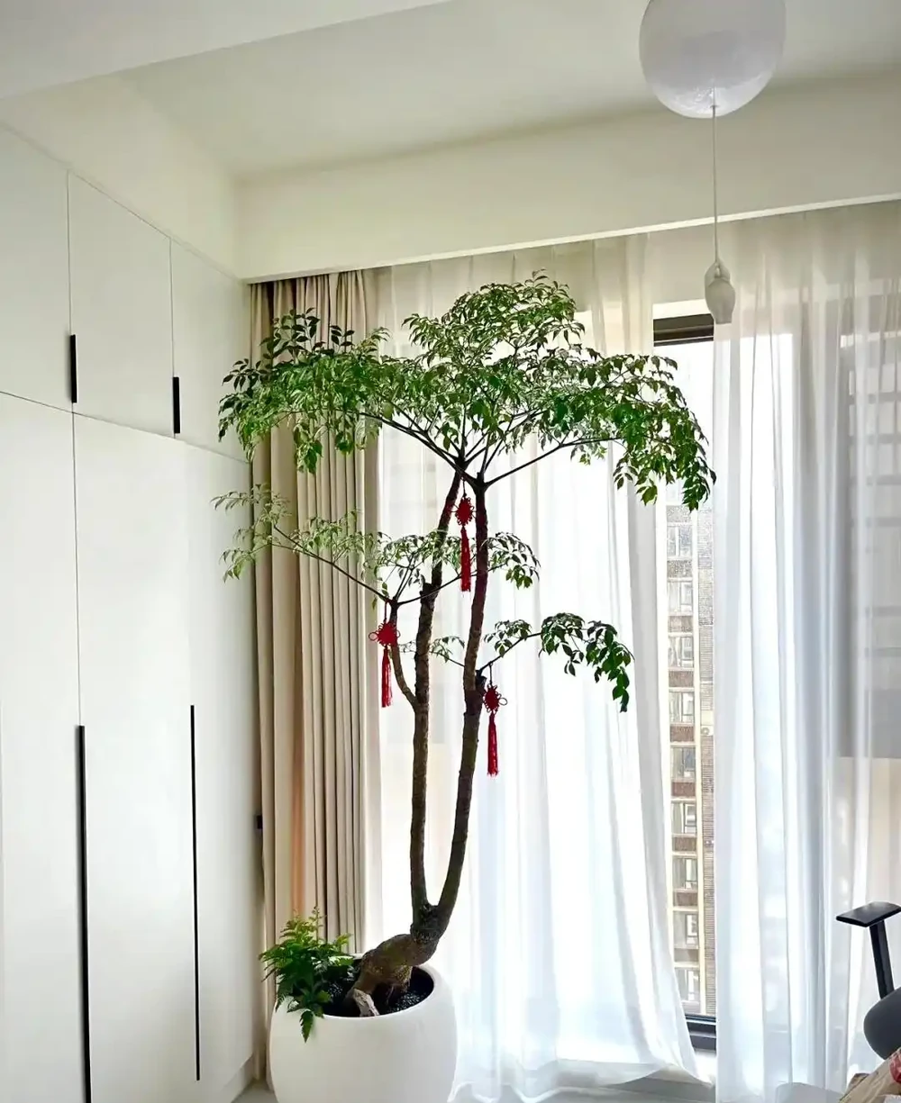 客廳光線差,就養「陰性花」,分享12種,總有一種你喜歡