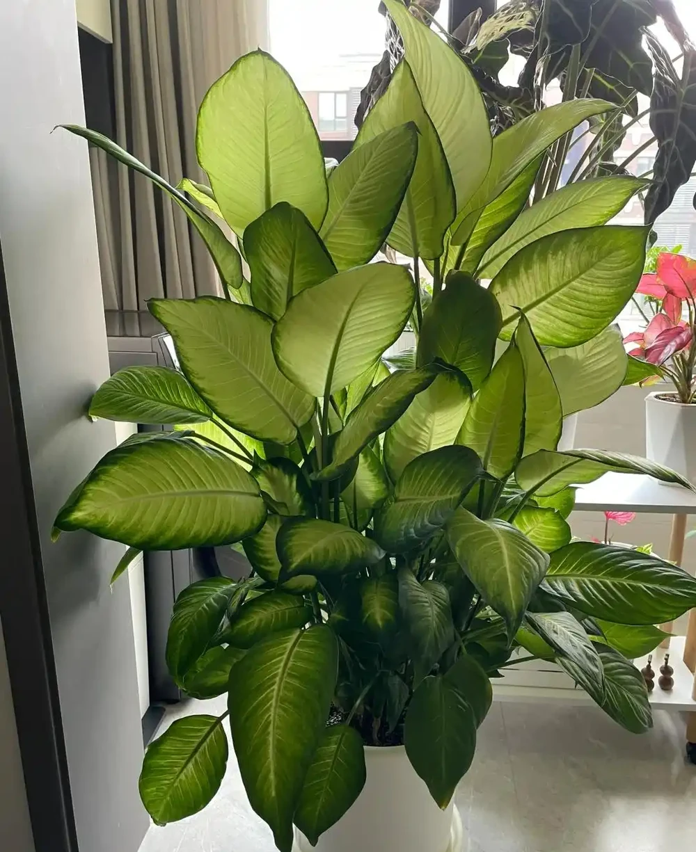 客廳光線差,就養「陰性花」,分享12種,總有一種你喜歡