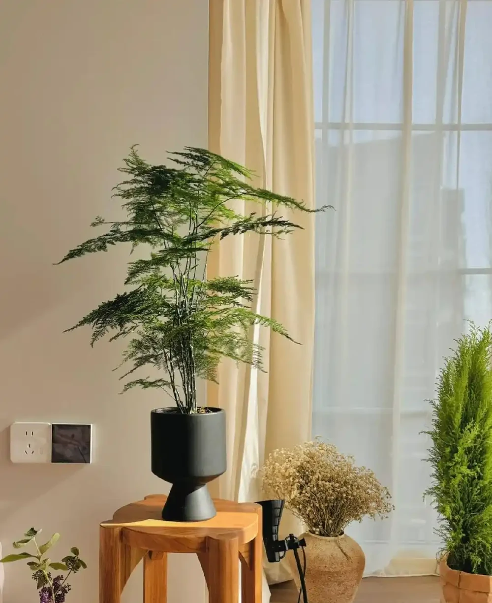 客廳光線差,就養「陰性花」,分享12種,總有一種你喜歡