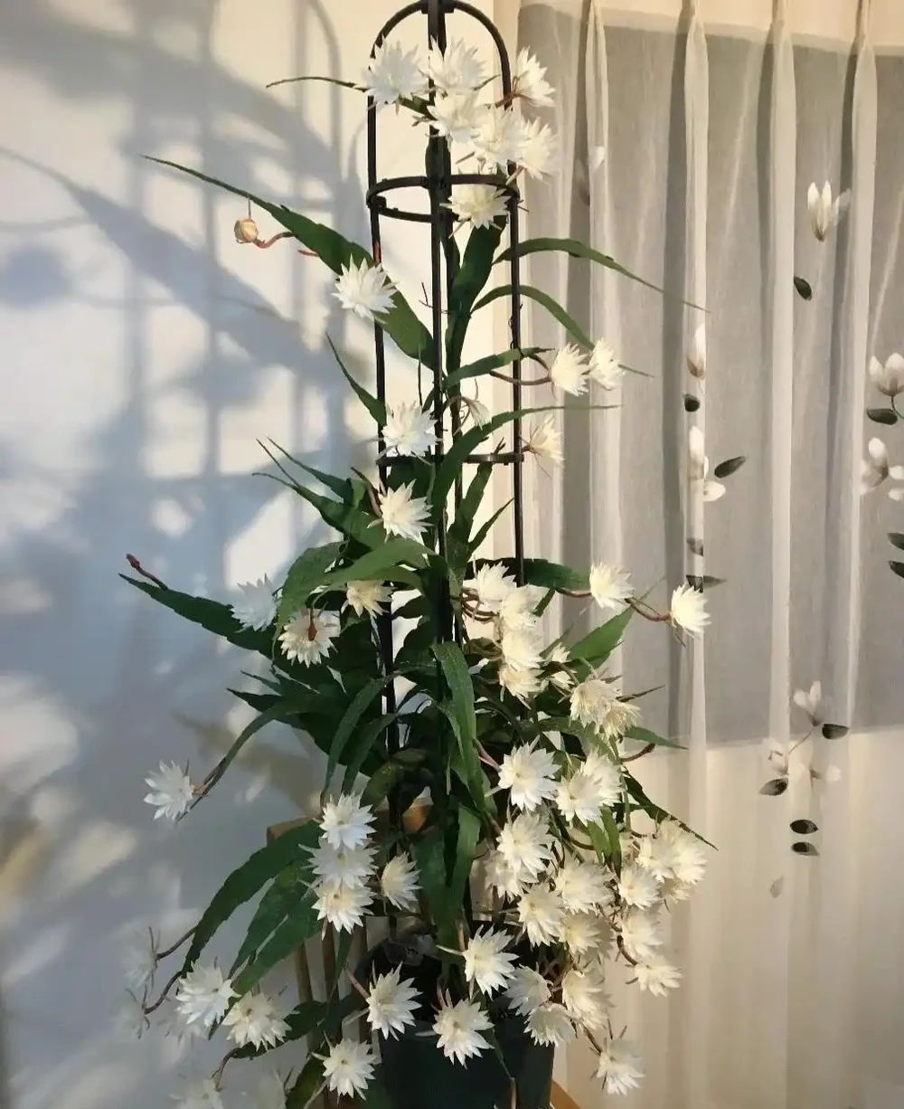 客廳光線差,就養「陰性花」,分享12種,總有一種你喜歡