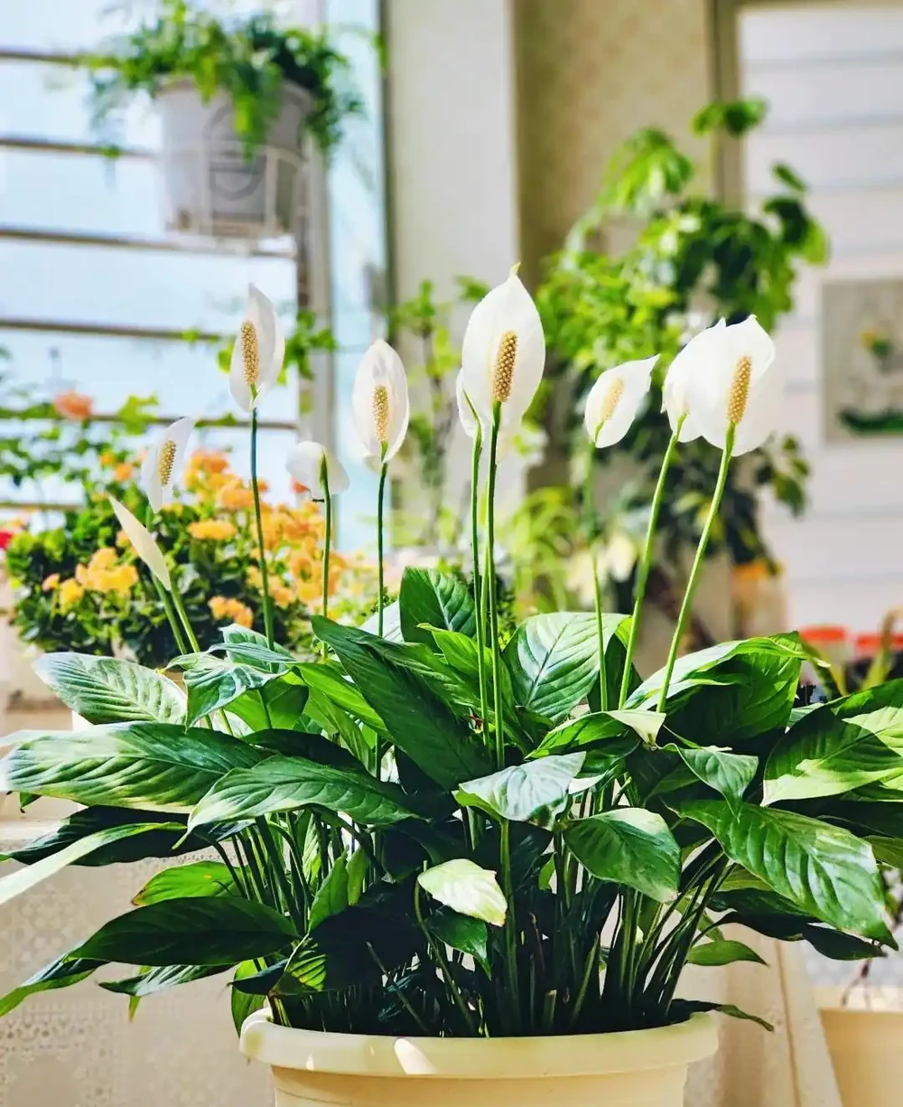 客廳光線差,就養「陰性花」,分享12種,總有一種你喜歡