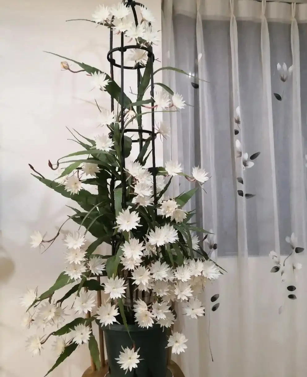 客廳光線差,就養「陰性花」,分享12種,總有一種你喜歡
