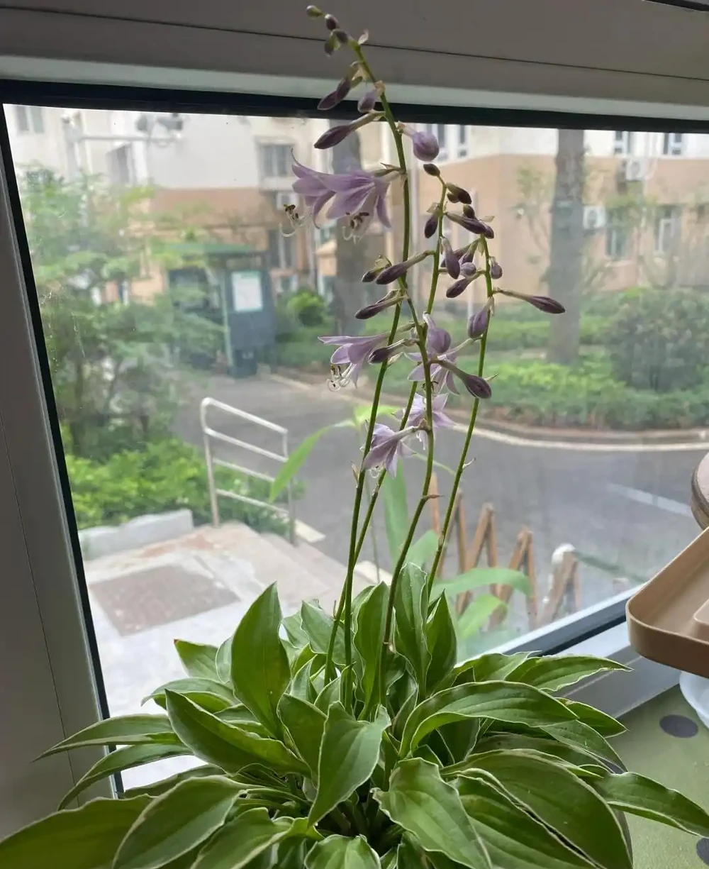 客廳光線差,就養「陰性花」,分享12種,總有一種你喜歡