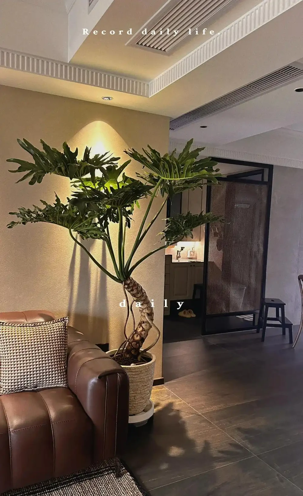客廳光線差,就養「陰性花」,分享12種,總有一種你喜歡