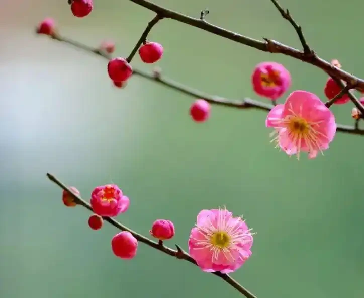 20種耐寒花,-15度冷不死,凍一凍長得更好,不要搬進屋
