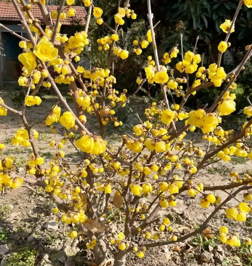 20種耐寒花,-15度冷不死,凍一凍長得更好,不要搬進屋