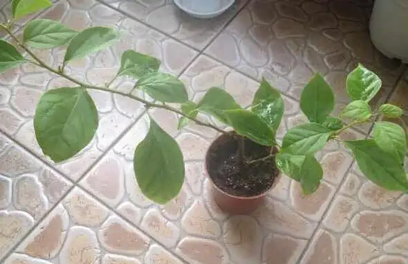 養九重葛，一個小技巧，長的枝繁葉茂，開花多三倍