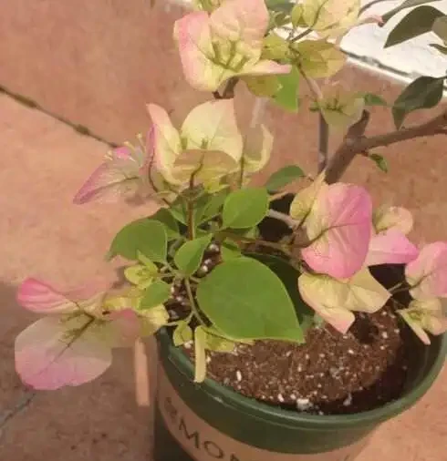 養九重葛，一個小技巧，長的枝繁葉茂，開花多三倍