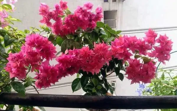 養九重葛，一個小技巧，長的枝繁葉茂，開花多三倍