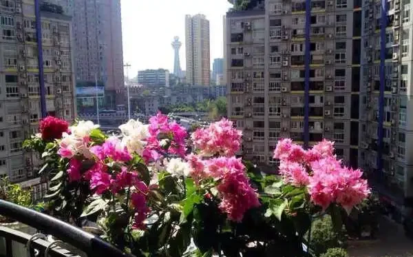 養九重葛，一個小技巧，長的枝繁葉茂，開花多三倍