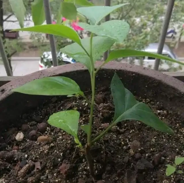 養九重葛，一個小技巧，長的枝繁葉茂，開花多三倍