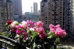 養九重葛，一個小技巧，長的枝繁葉茂，開花多三倍