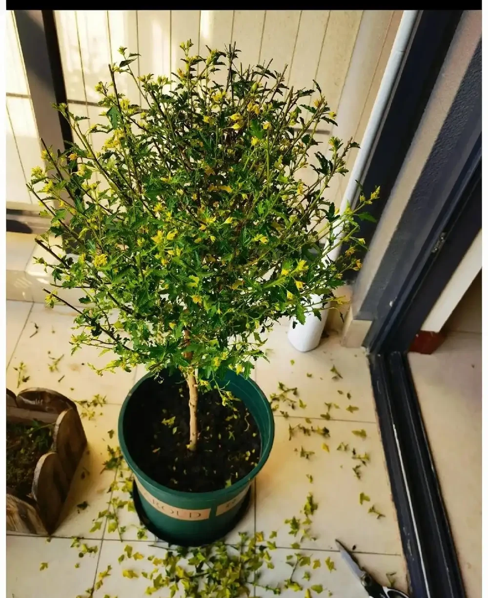 進入11月,適合給8種花「剃光頭」,剃得越狠,長勢越旺