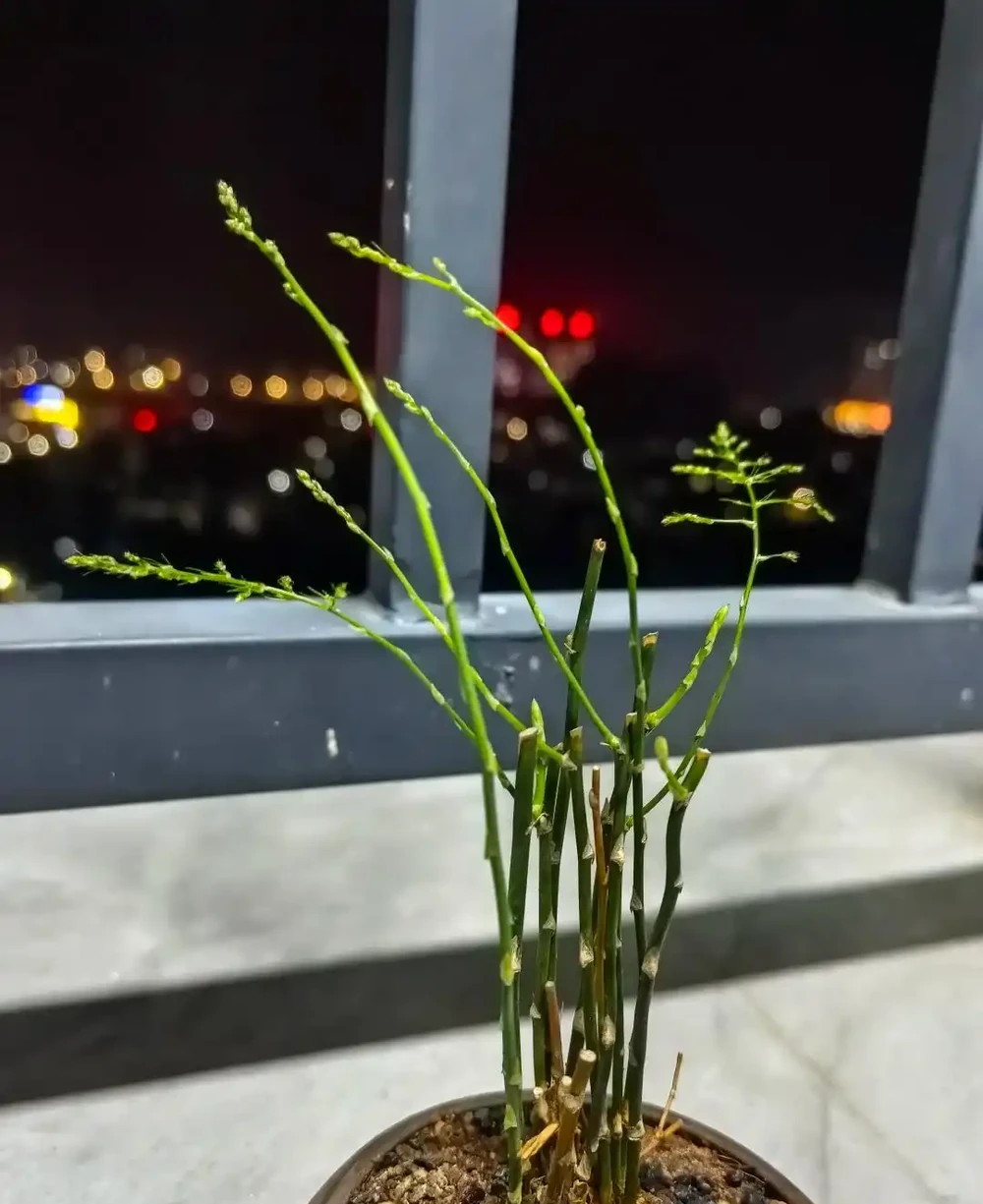 進入11月,適合給8種花「剃光頭」,剃得越狠,長勢越旺