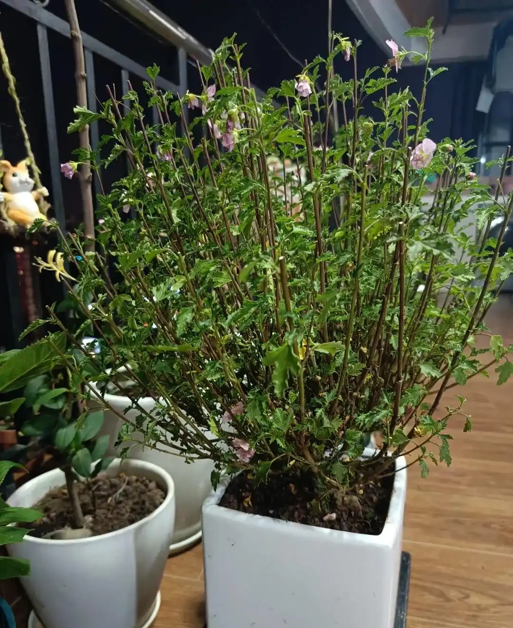 進入11月,適合給8種花「剃光頭」,剃得越狠,長勢越旺