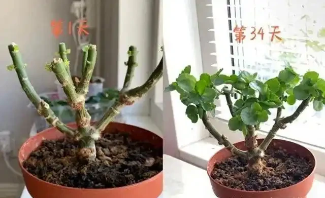 進入11月,適合給8種花「剃光頭」,剃得越狠,長勢越旺