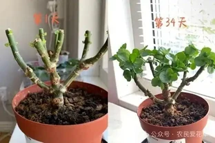 進入11月，適合給8種花「剃光頭」，剃得越狠，長勢越旺