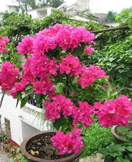 養九重葛,做到這三點,花開的比葉子多,一團一團的真漂亮