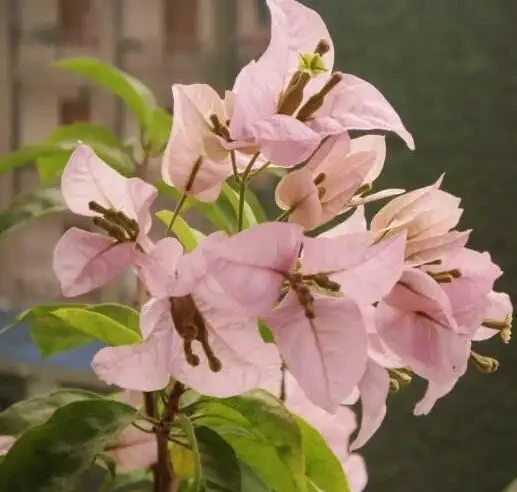 養九重葛,做到這三點,花開的比葉子多,一團一團的真漂亮