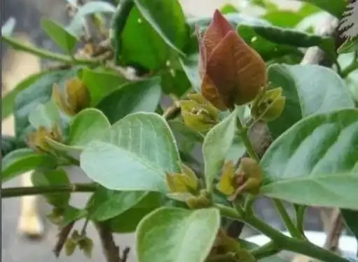 養九重葛,做到這三點,花開的比葉子多,一團一團的真漂亮