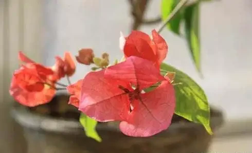 養九重葛,做到這三點,花開的比葉子多,一團一團的真漂亮