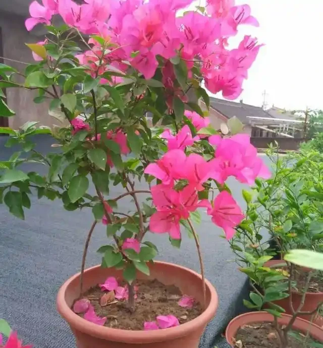 養九重葛,做到這三點,花開的比葉子多,一團一團的真漂亮