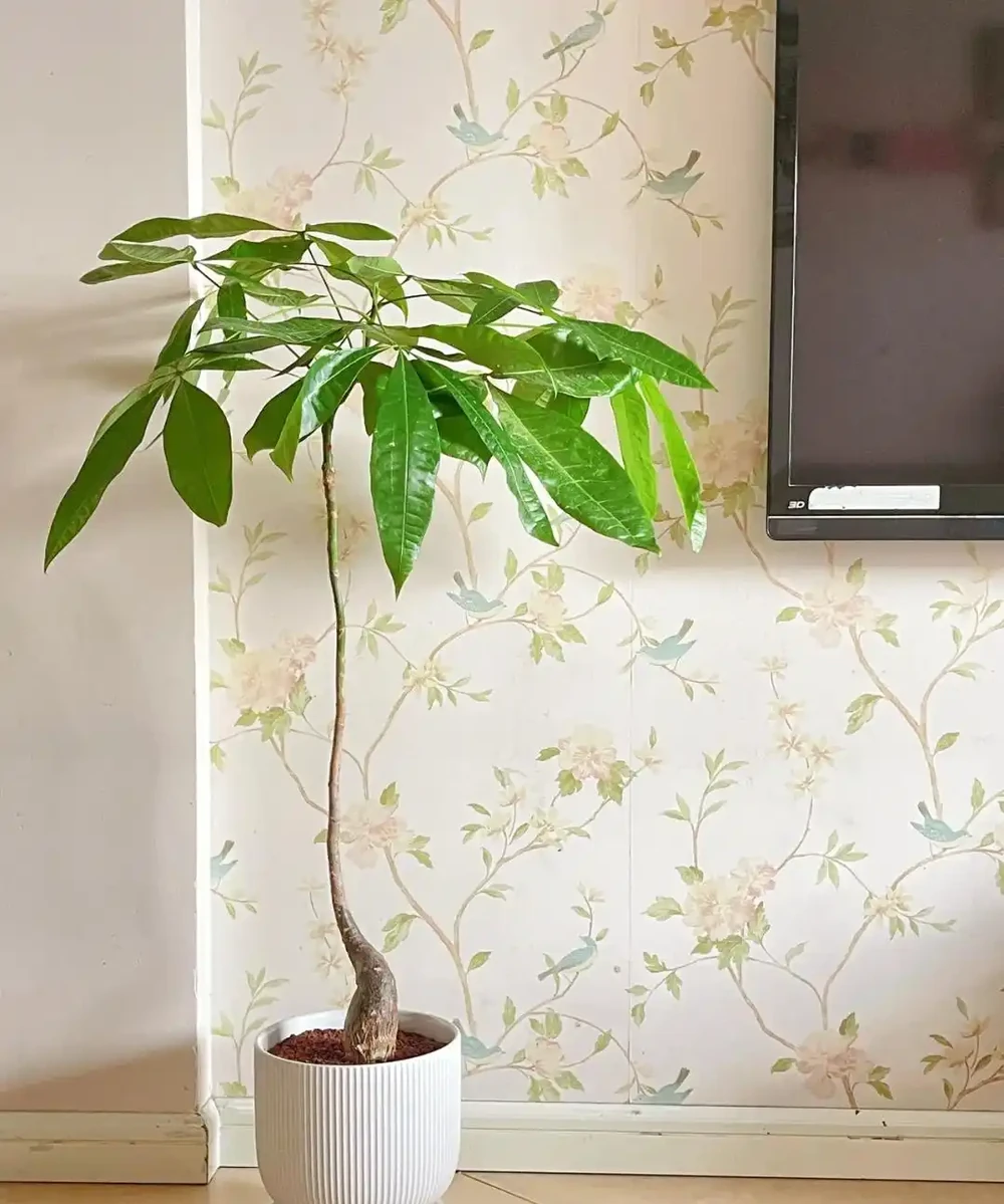 9花家裡放,花美人「健康」,看看有沒你喜歡的