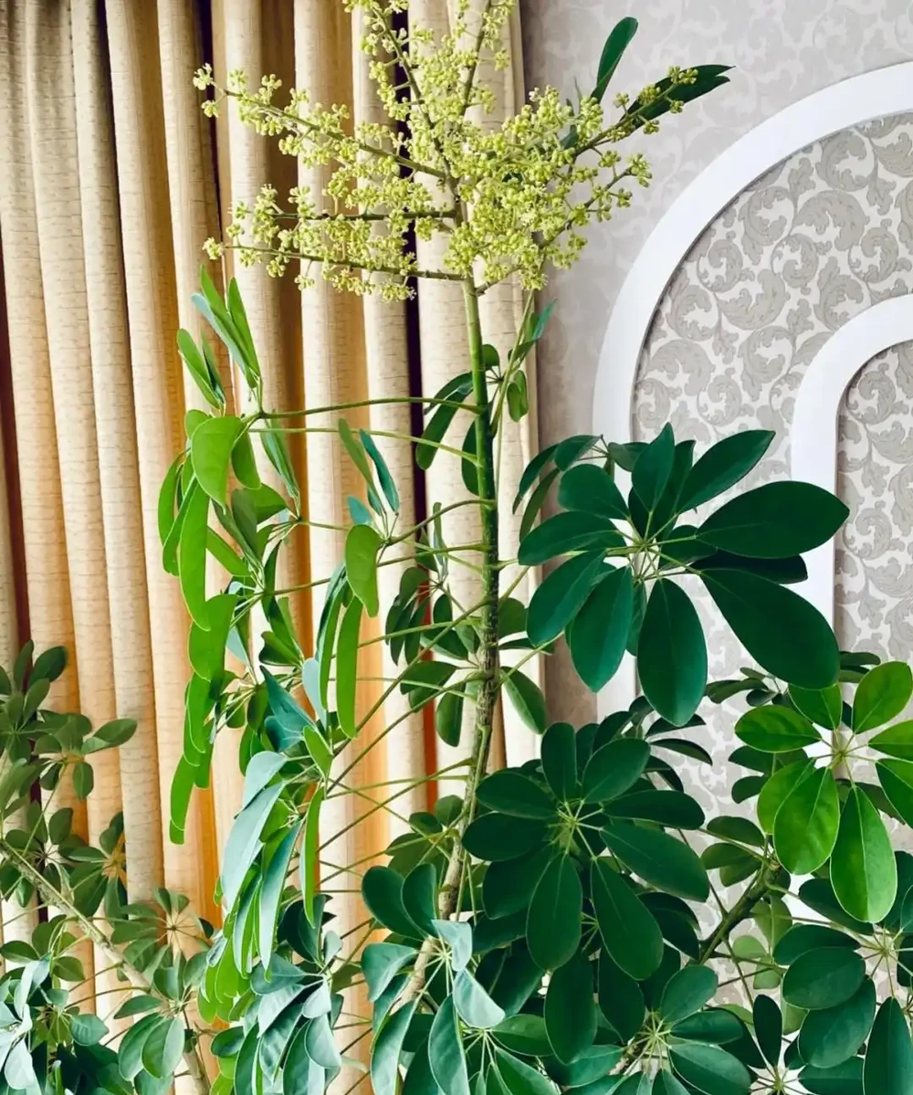 9花家裡放,花美人「健康」,看看有沒你喜歡的