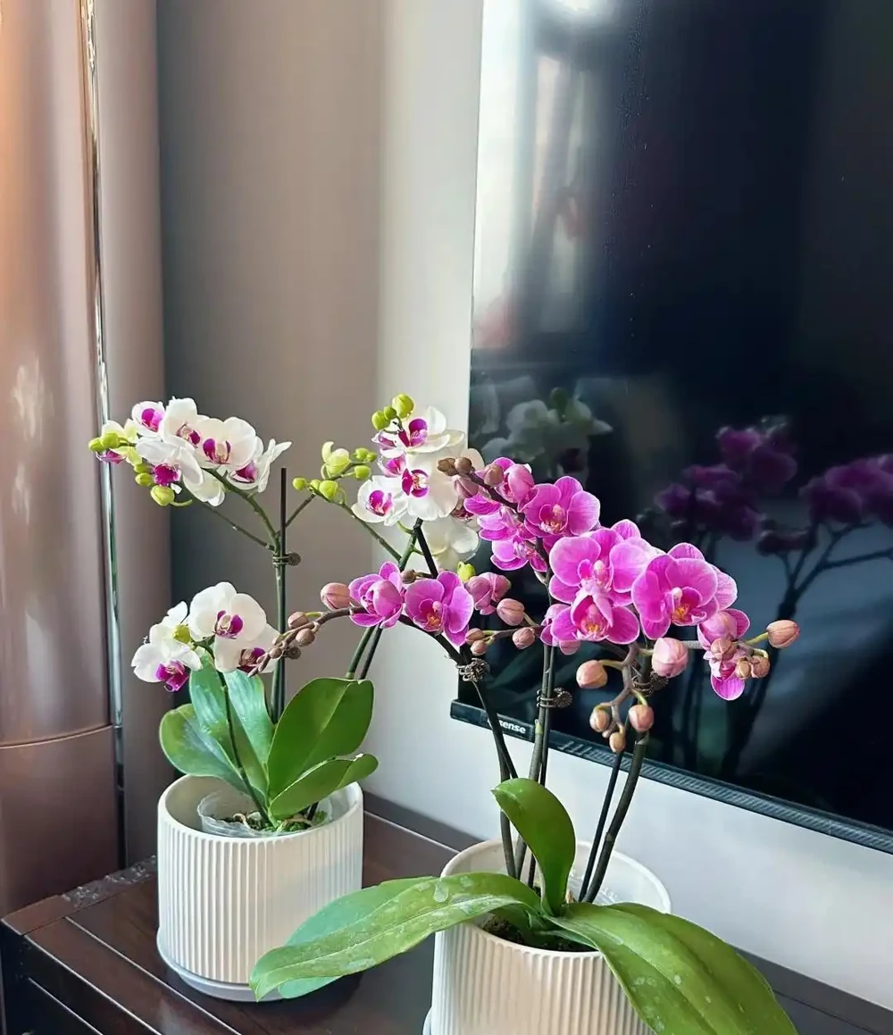 9花家裡放,花美人「健康」,看看有沒你喜歡的