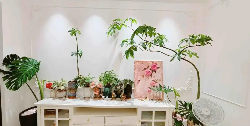 9花家裡放,花美人「健康」,看看有沒你喜歡的