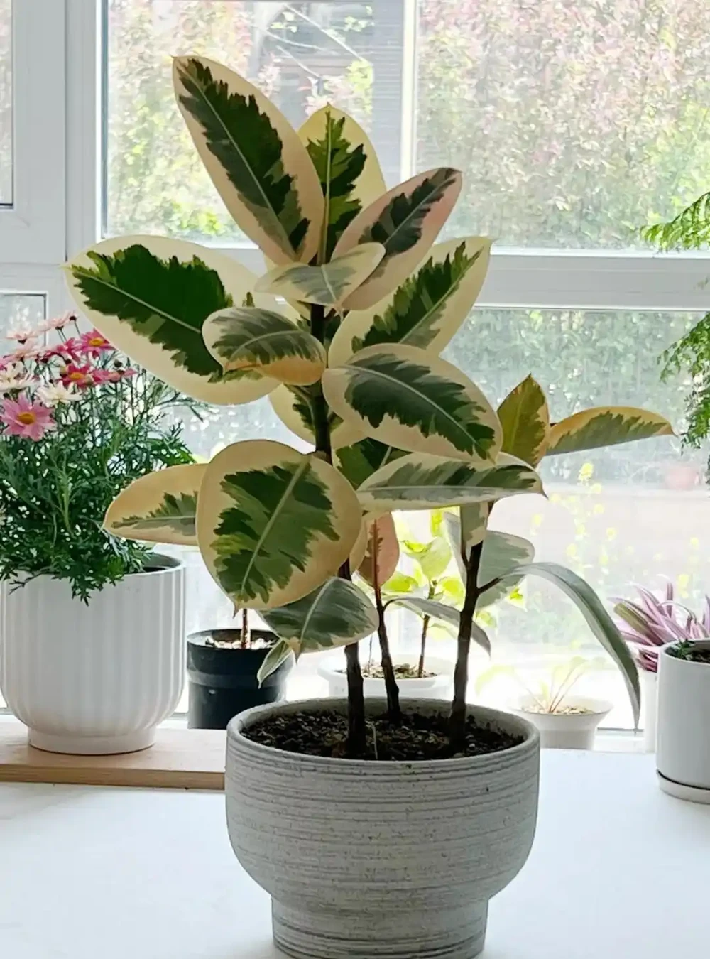 9花家裡放,花美人「健康」,看看有沒你喜歡的