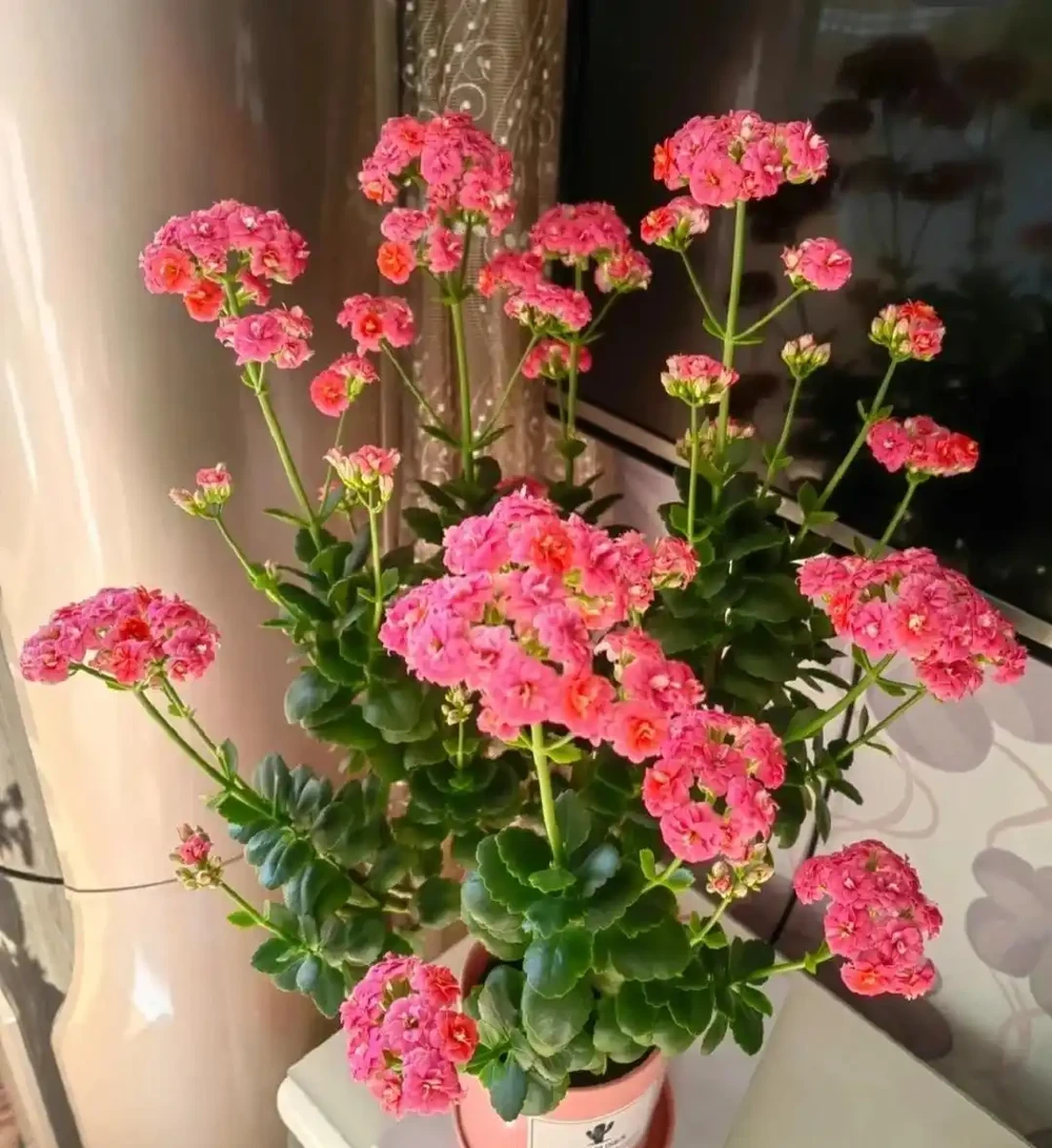 9花家裡放,花美人「健康」,看看有沒你喜歡的