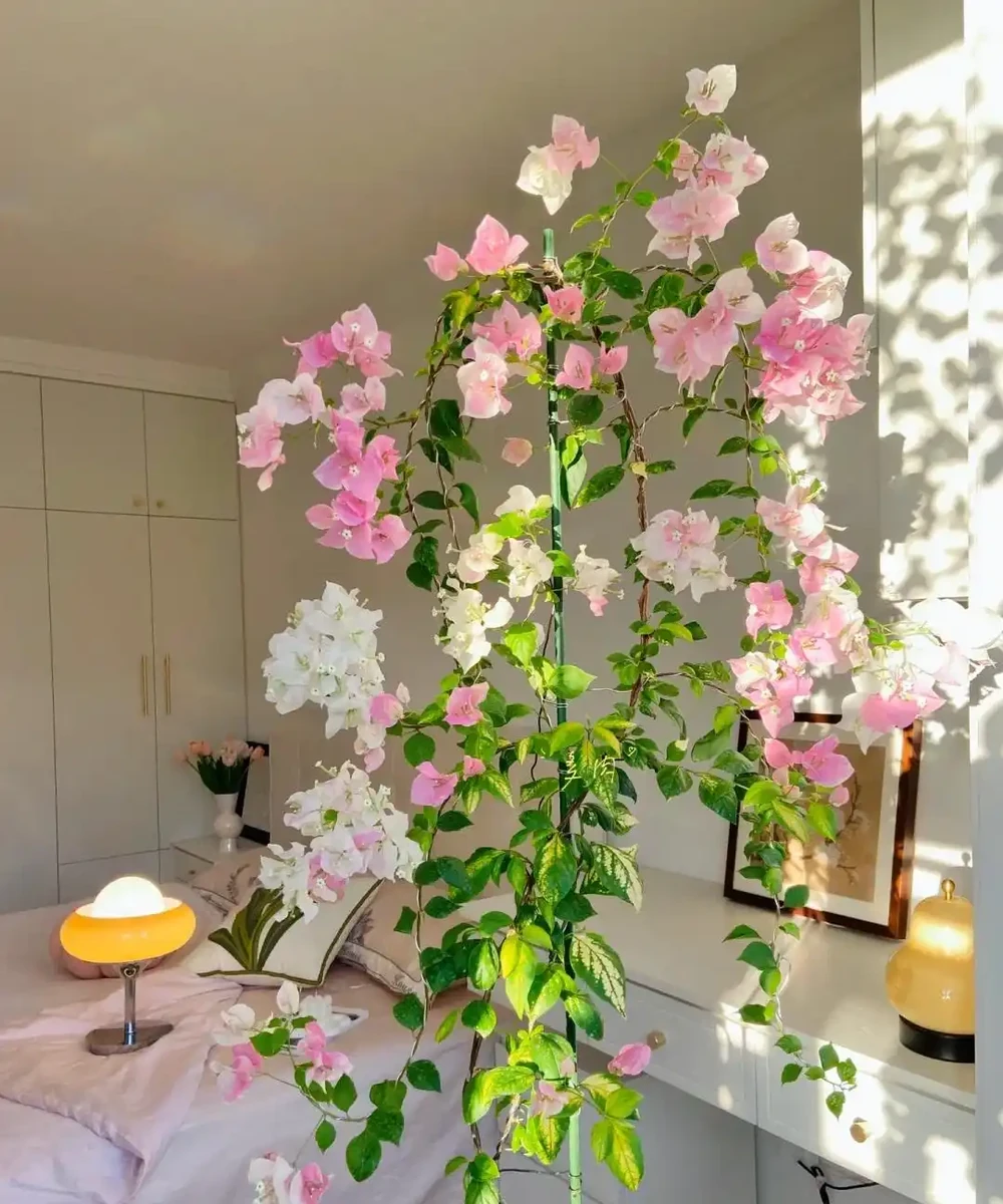 9花家裡放,花美人「健康」,看看有沒你喜歡的