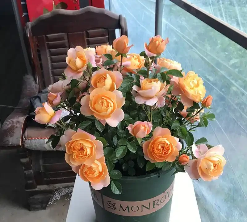 玫瑰花怎麼養才能更旺盛